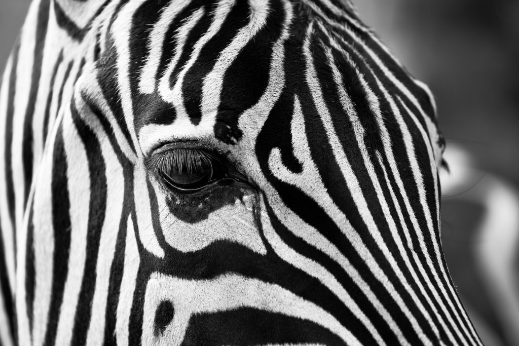 6 Days Discover the Best of Tanzania Safari