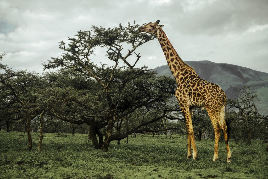 Day Trip to Arusha Park