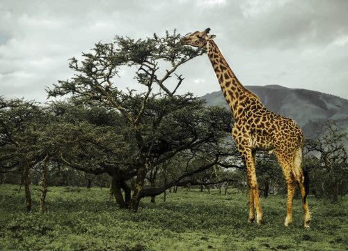 Day Trip to Arusha Park