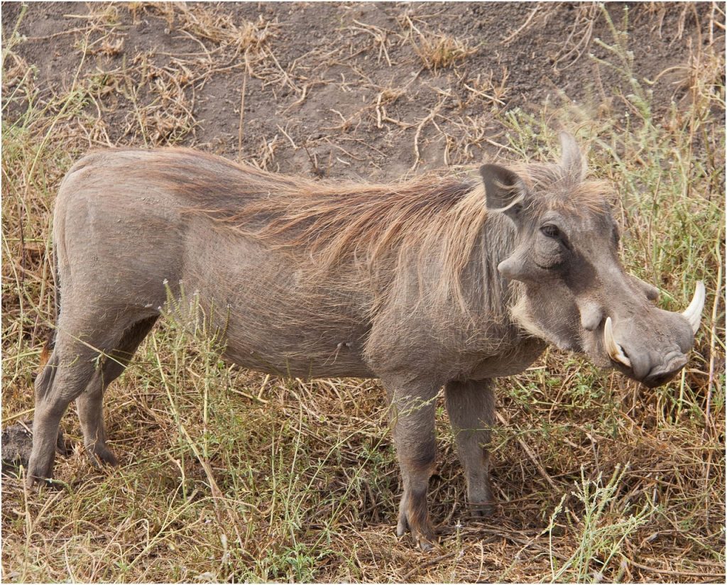 Day Trip to Tarangire