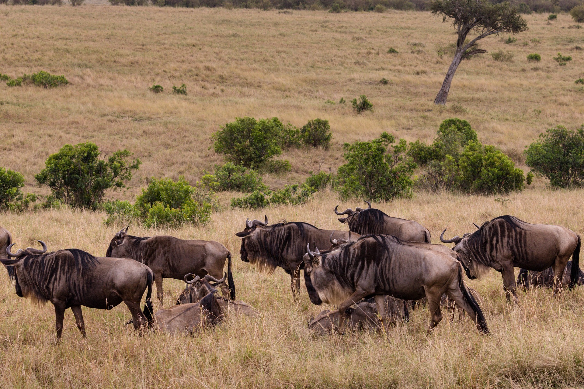 10 Days Serengeti Wildebeest Migration