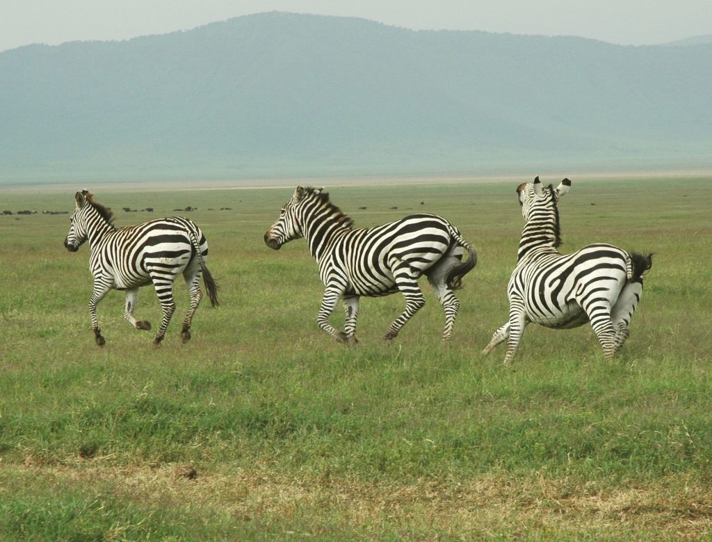 Day Tour to Ngorongoro Crater
