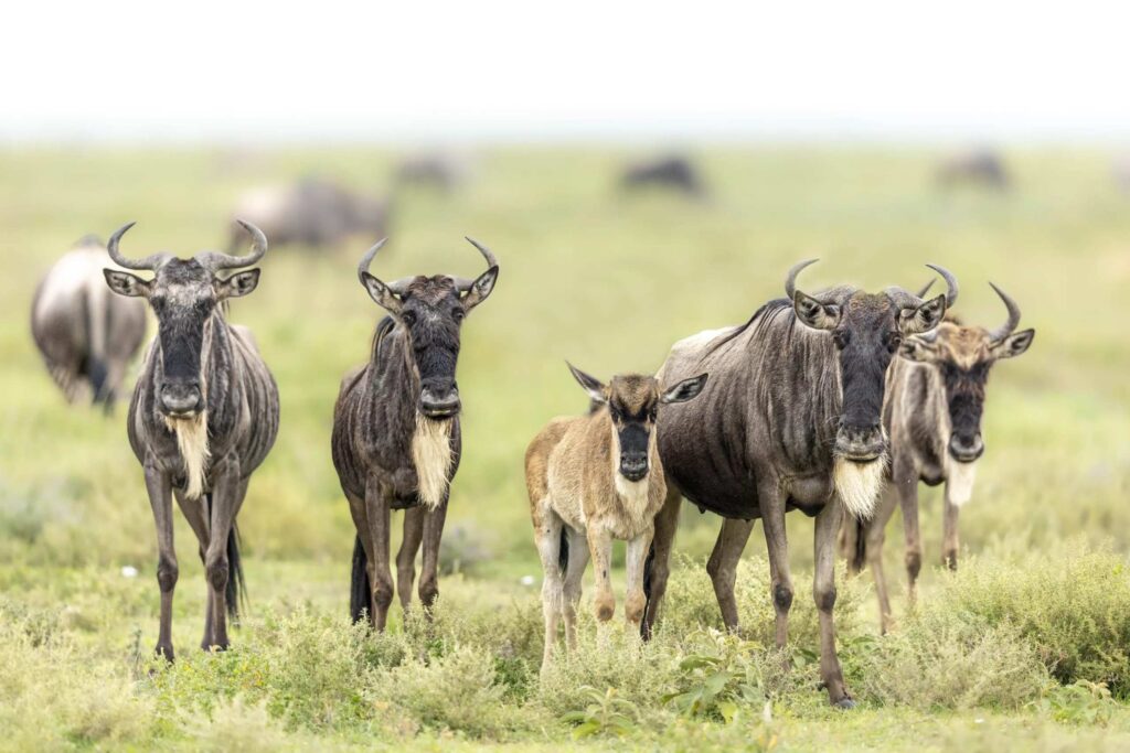 2 Days in the Heart of Ngorongoro Crater