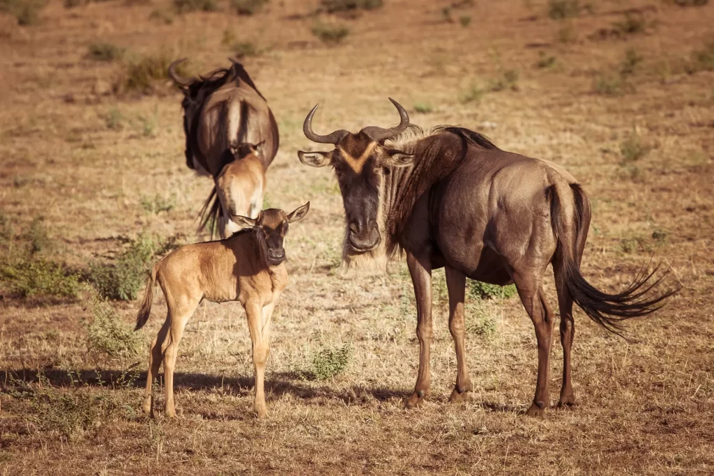 5 Days Exploring Migration During Calving Season